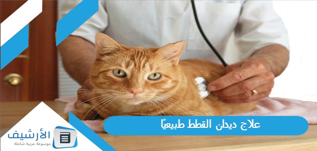 علاج ديدان القطط طبيعيًا