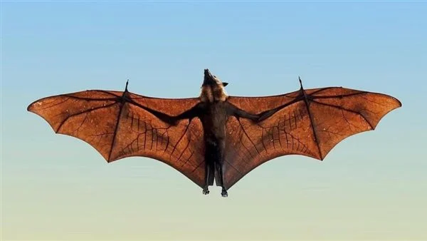 تفسير رؤية هجوم وطيران الخفاش في المنام