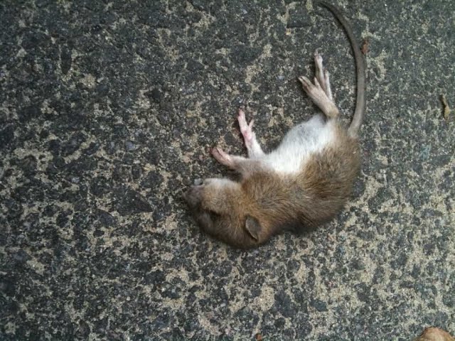 تفسير رؤية فئران ميتة في المنام