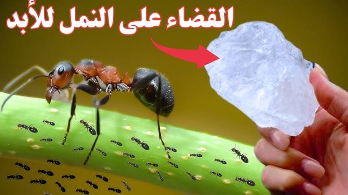 طريقة طرد النمل من المنزل نهائيا دون قتله بطرق طبيعية ومكونات في كل بيت 1 طريقة طرد النمل من المنزل نهائيا دون قتله