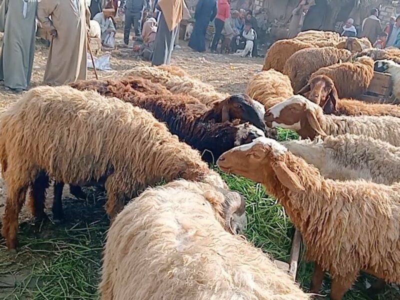 بيع الخرفان في السعودية